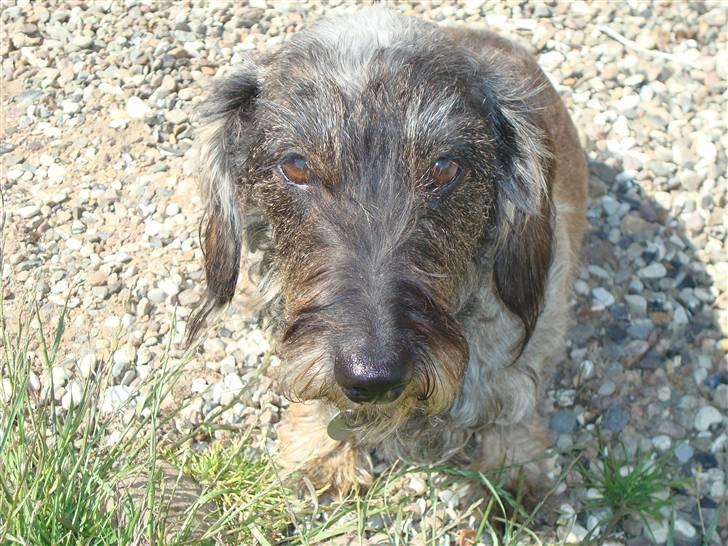 Gravhund Chilli.. Skáth<33 billede 4