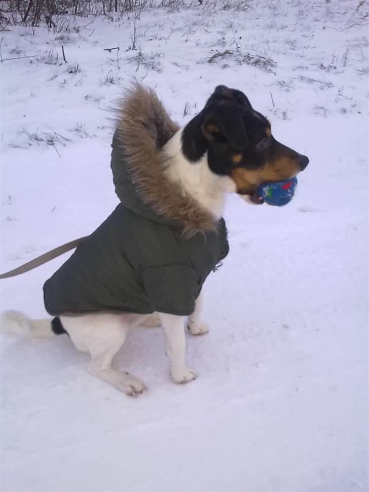 Dansk svensk gaardhund Buster billede 18