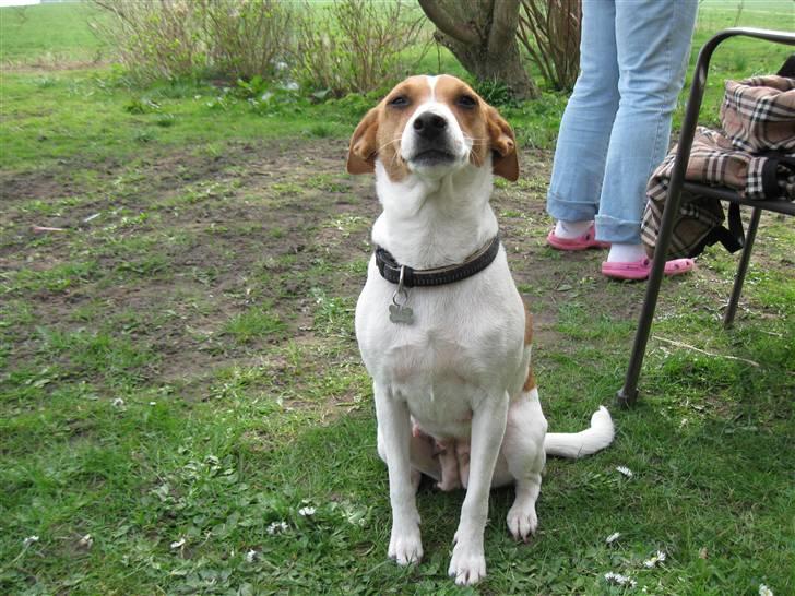 Dansk svensk gaardhund Petit billede 3