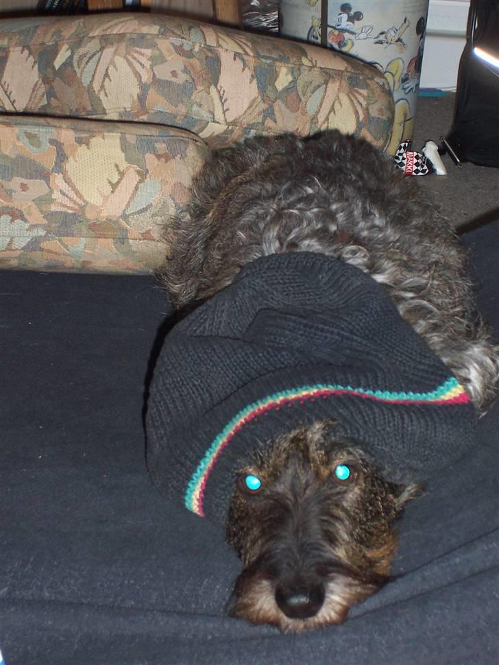 Gravhund Chilli.. Skáth<33 billede 5