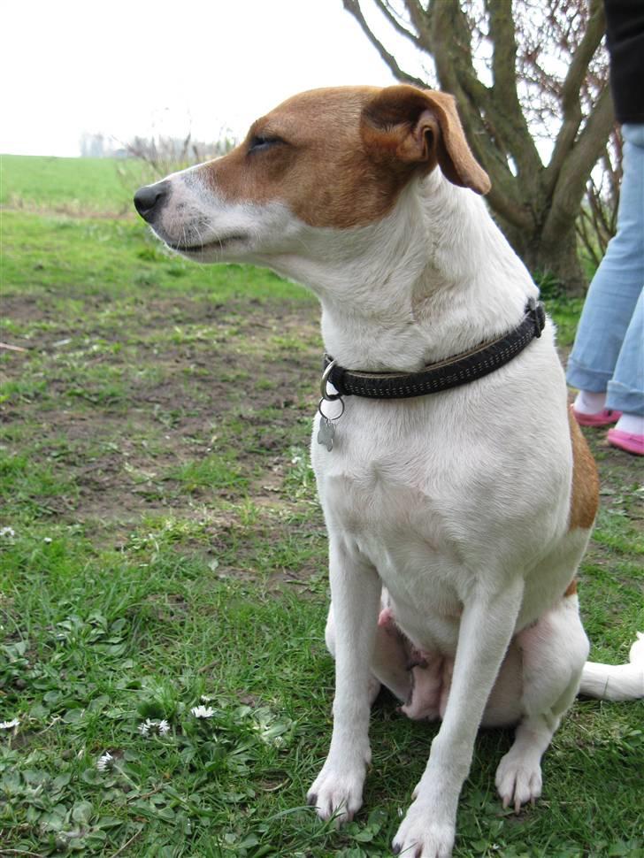Dansk svensk gaardhund Petit billede 4