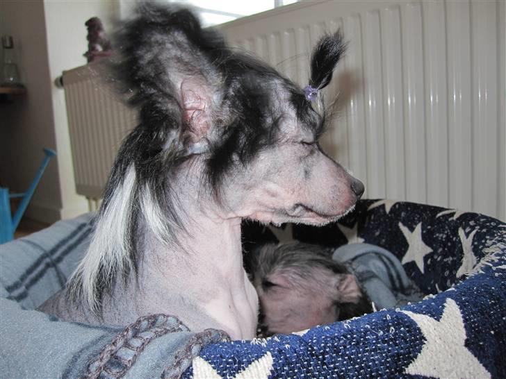 Chinese crested hårløs Jinx (Jinxie) *RIP* - 23/1-10 billede 14