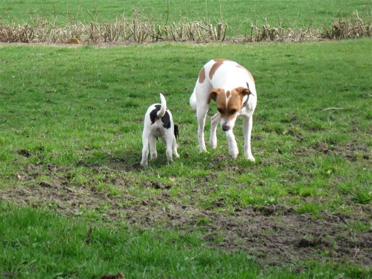 Dansk svensk gaardhund Petit billede 5
