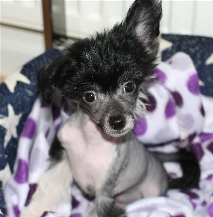 Chinese crested hårløs Jinx (Jinxie) *RIP* - Billede fra starten af Januar :) billede 15