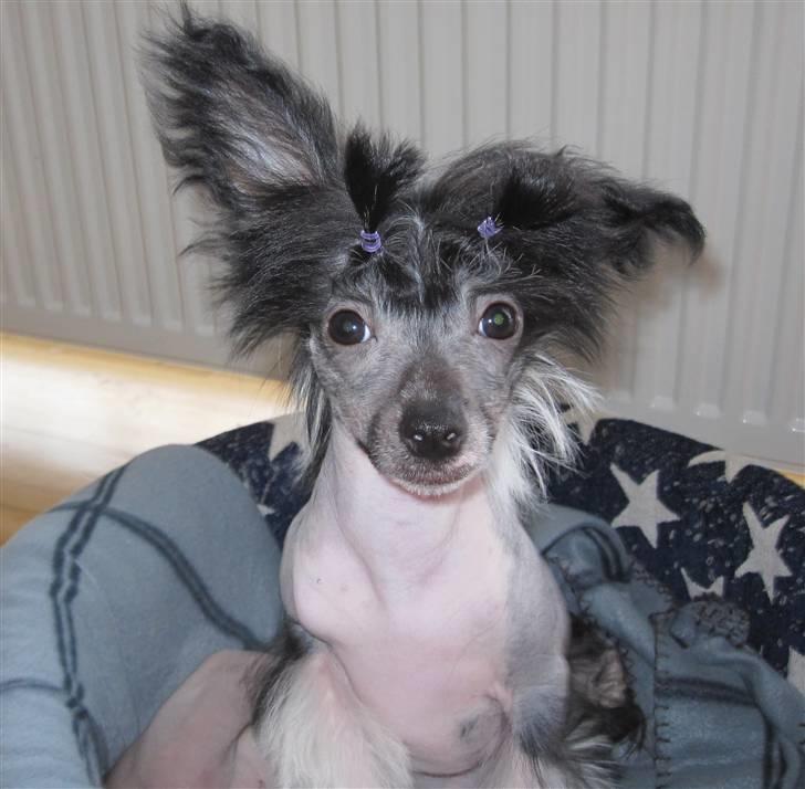 Chinese crested hårløs Jinx (Jinxie) *RIP* - 23/1-10 billede 16