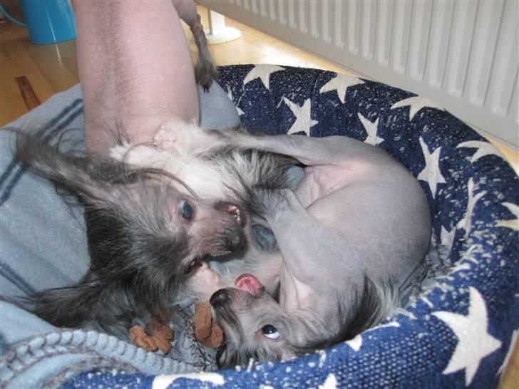 Chinese crested hårløs Jinx (Jinxie) *RIP* - Jinx og Kiwi leger :) 23/1-10 billede 17