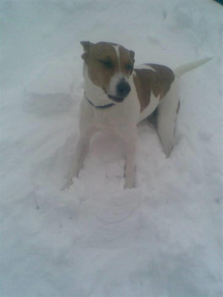 Dansk svensk gaardhund Petit billede 6