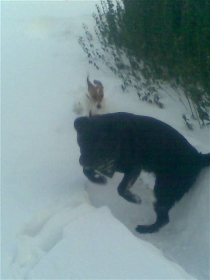 Dansk svensk gaardhund Petit billede 7