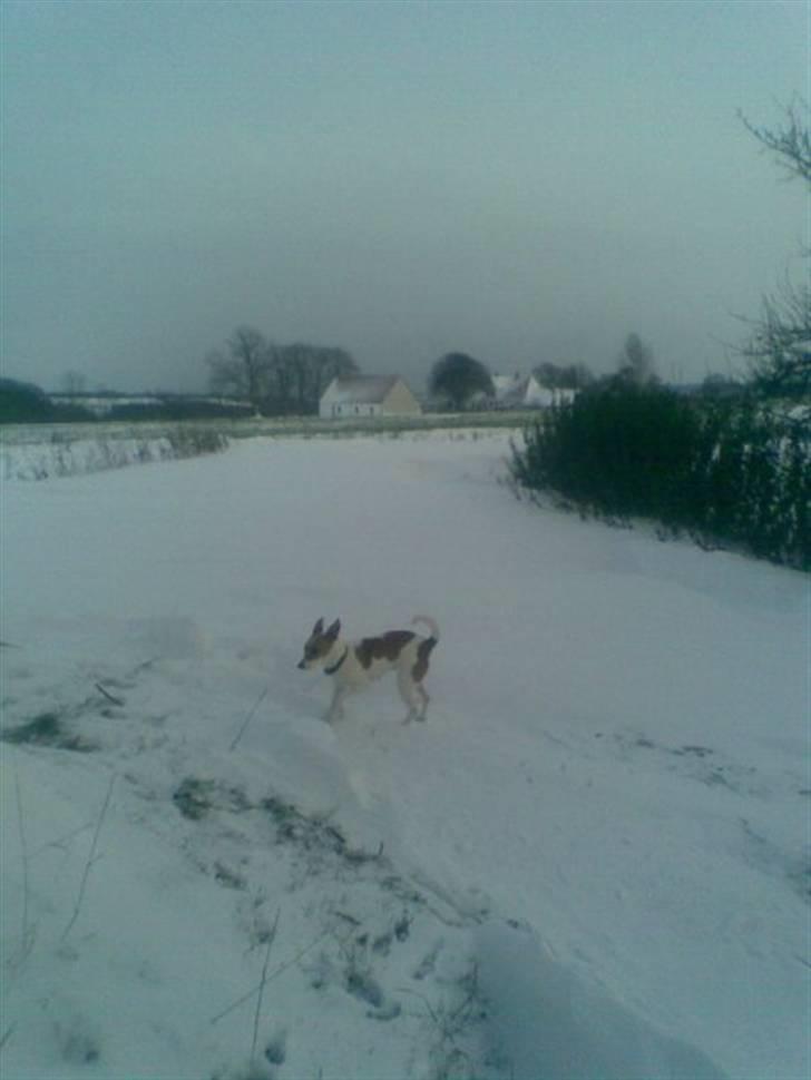 Dansk svensk gaardhund Petit billede 8