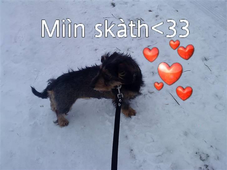 Gravhund Skovkrogen´s Adda billede 5