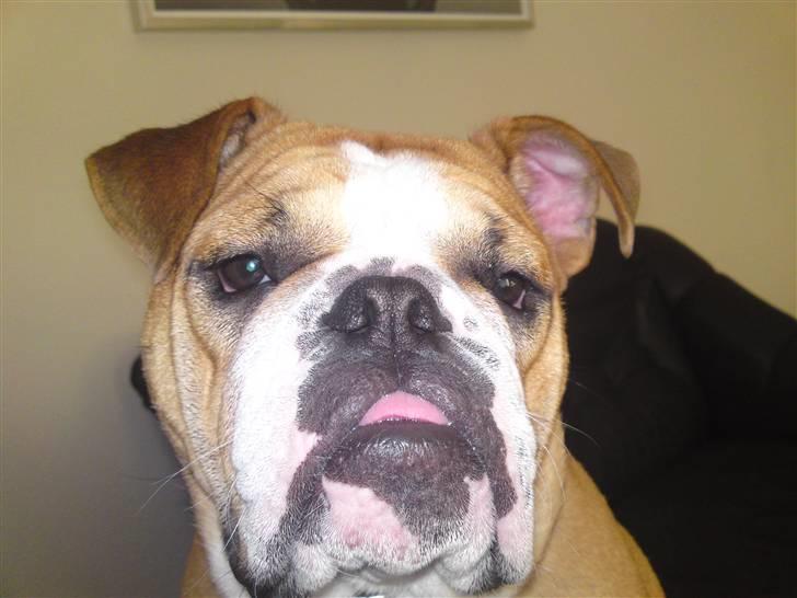 Engelsk bulldog Bella * bor her ikke mere :-( billede 5