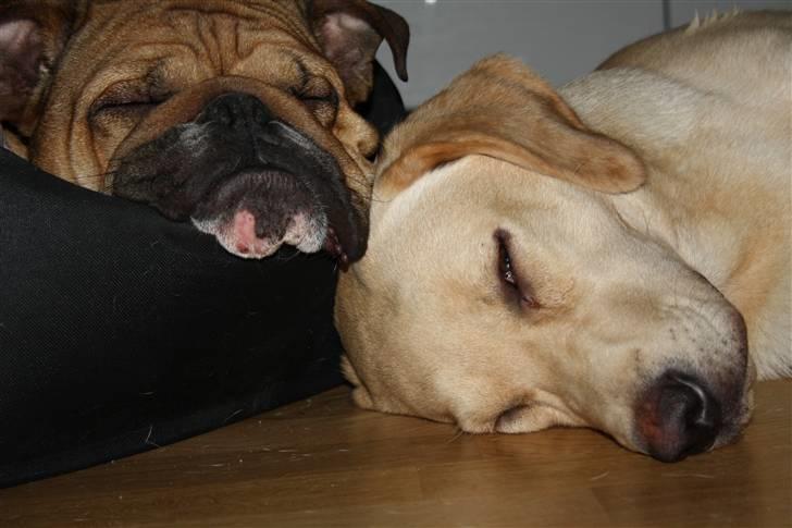 Engelsk bulldog Bella billede 13