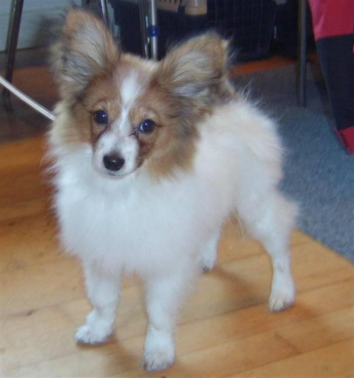 Papillon Dario billede 8