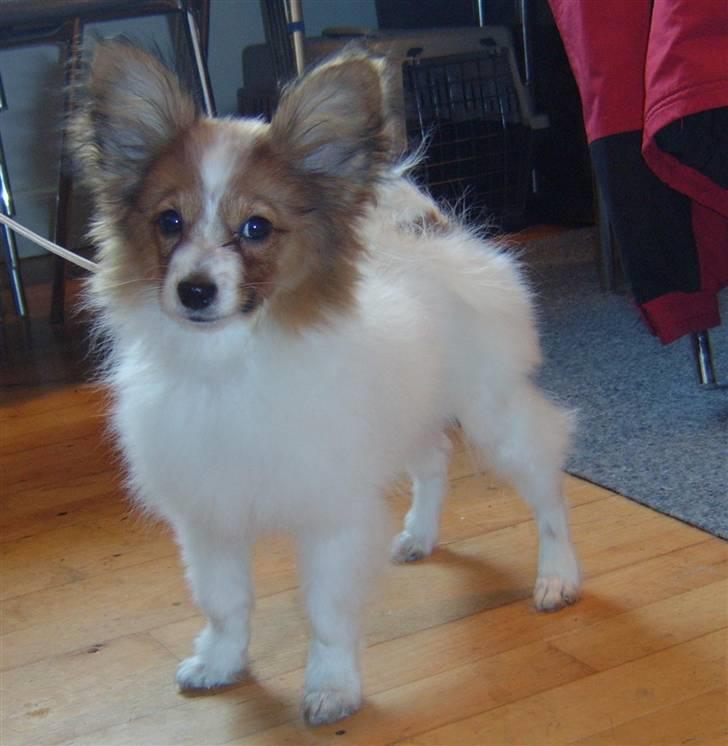 Papillon Dario billede 9