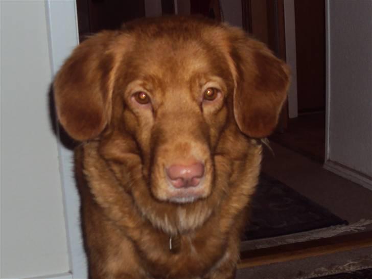 Nova scotia duck tolling retriever | Nova **V.B.H** - 14# juleaften <33 foto mig  billede 10