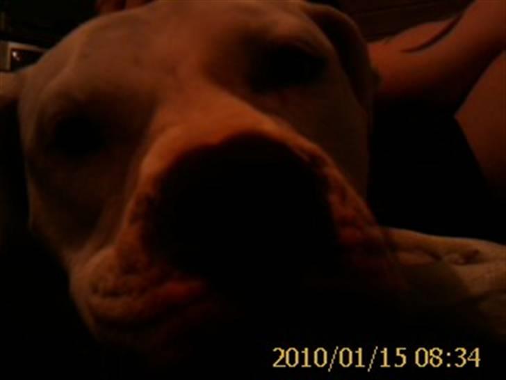 Amerikansk bulldog Kettner`s Fiona - Godmorgen! - 15. januar billede 15