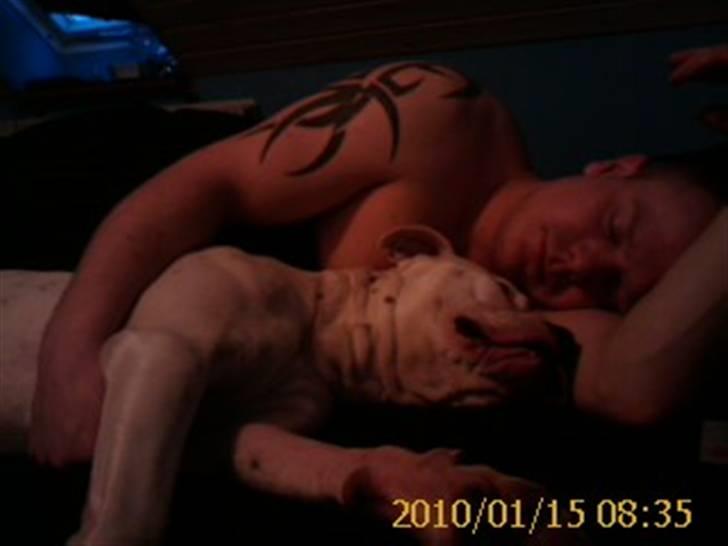 Amerikansk bulldog Kettner`s Fiona - Niks, hun sover bestemt ikke i sengen! - 15. januar billede 16