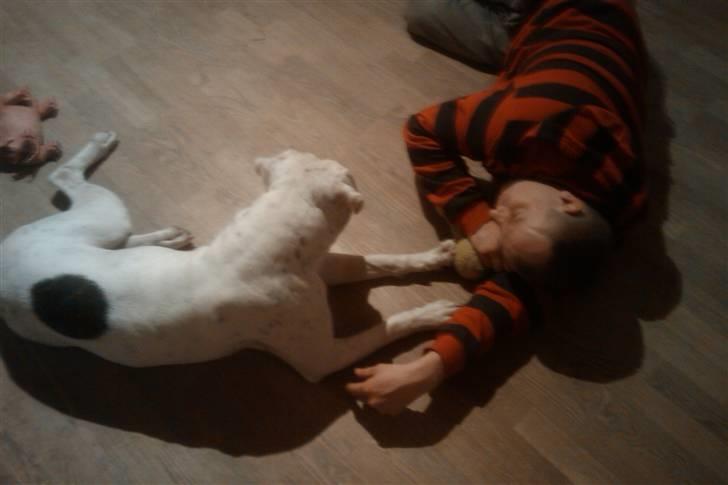 Amerikansk bulldog Kettner`s Fiona - z z z z z z - 15. januar billede 17