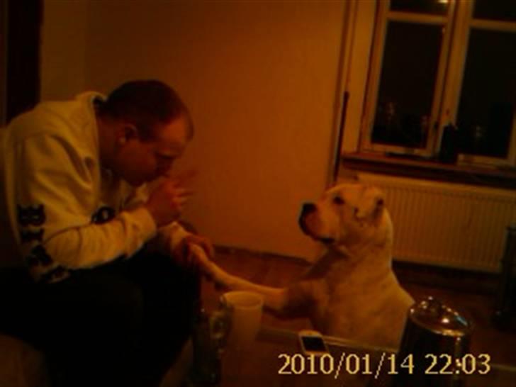 Amerikansk bulldog Kettner`s Fiona - 14. januar billede 18