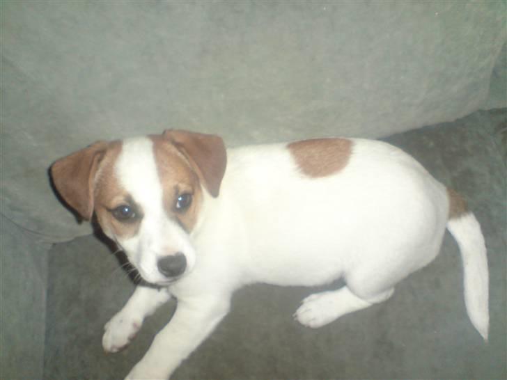 Jack russell terrier Freja - Freja billede 1