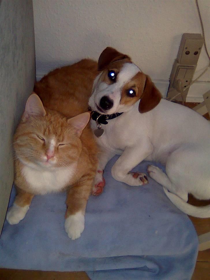 Jack russell terrier Freja - Freja og hendes ven Einar billede 2