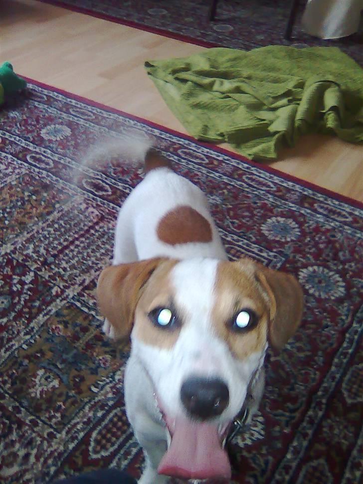 Jack russell terrier Freja - Freja - fotogen billede 3