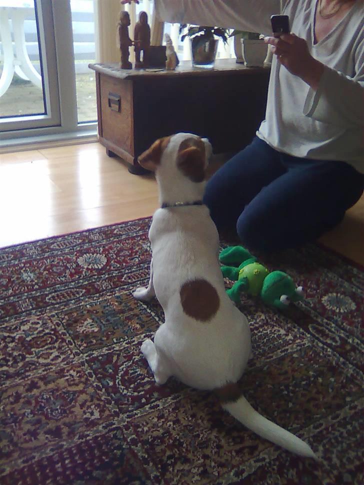 Jack russell terrier Freja - Se min plet billede 4
