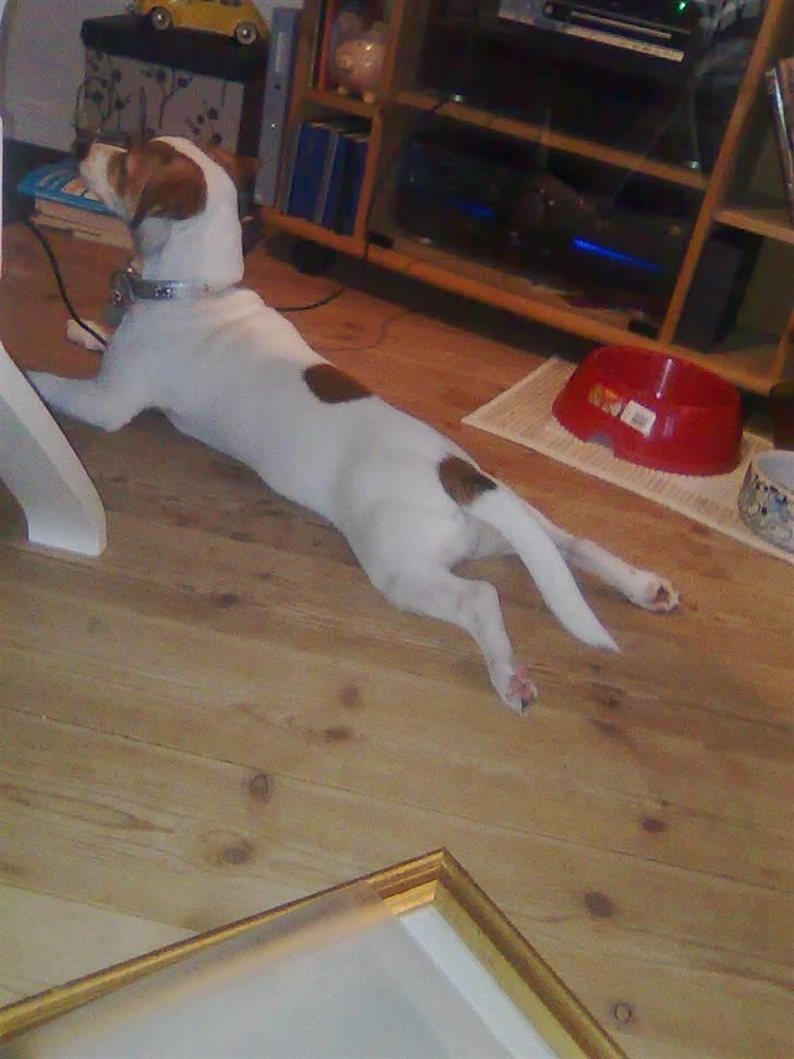 Jack russell terrier Freja - Freja slapper af  billede 5