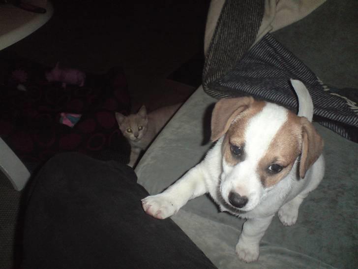 Jack russell terrier Freja - Freja - bidde hvaps billede 6