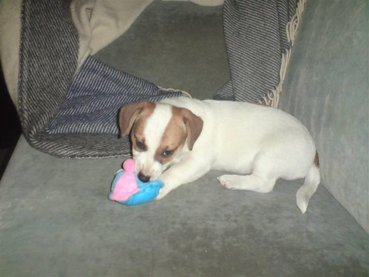 Jack russell terrier Freja - Freja spiser piv piv hatten  billede 7