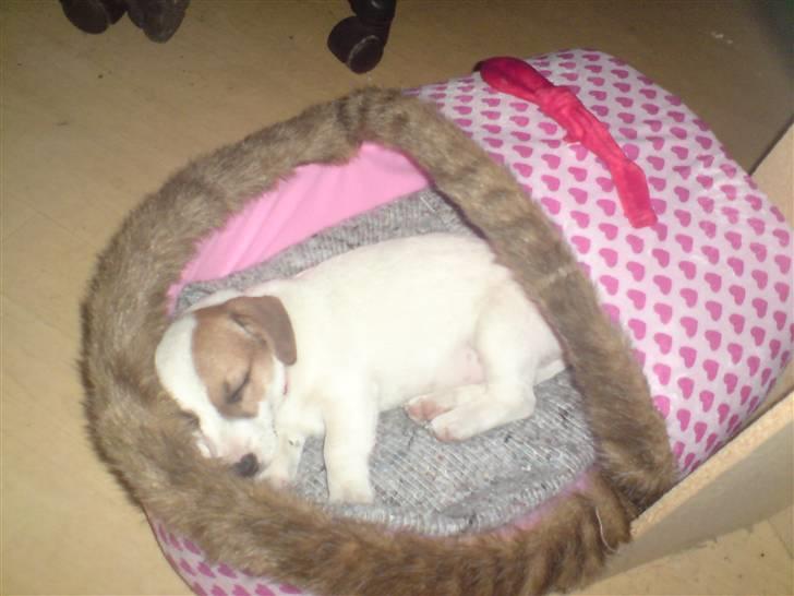 Jack russell terrier Freja - Freja hygger  billede 8
