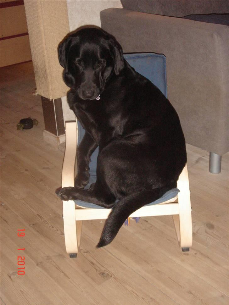 Labrador retriever blackie billede 20