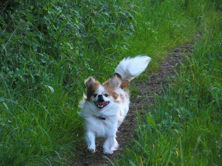 Blanding af racer Pepsi - Pepsi er i hopla billede 11