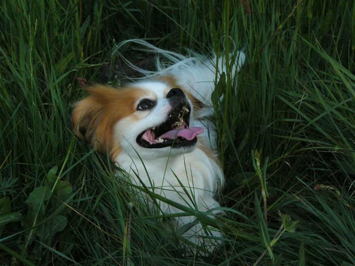 Blanding af racer Pepsi - Her tager han sig et lille hvil fra alt det sjove billede 16