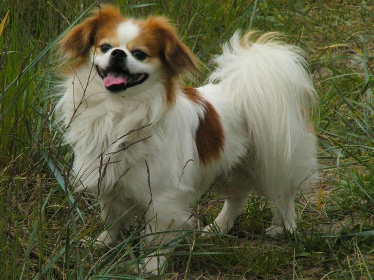 Blanding af racer Pepsi - Lækker lækker billede 2