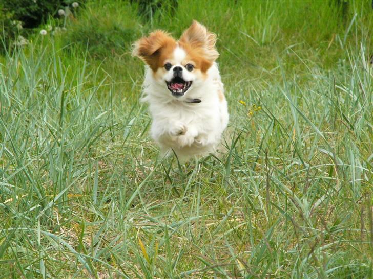 Blanding af racer Pepsi - Han hygger sig;) billede 13