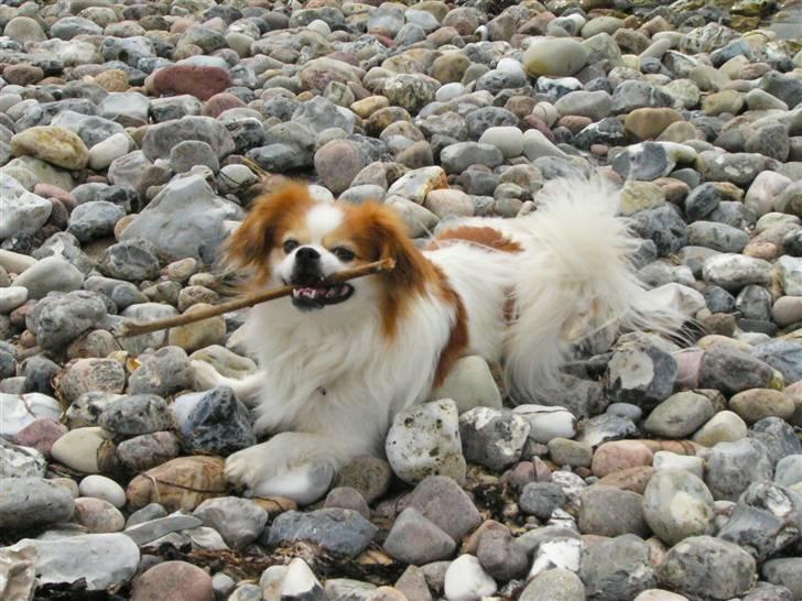 Blanding af racer Pepsi - Pepsi ved stranden billede 7