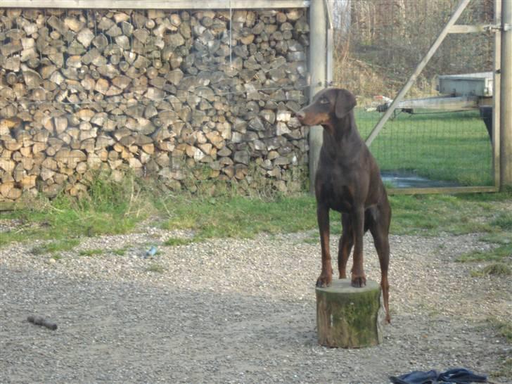 Dobermann Eos RIP. - det er dejligt at komme lidt op, så er der det store overblik billede 10