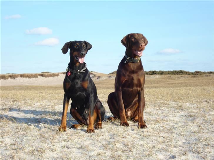 Dobermann Eos RIP. - her er jeg sammen med min dejlige mor. Torontos Ronja og Eos billede 11