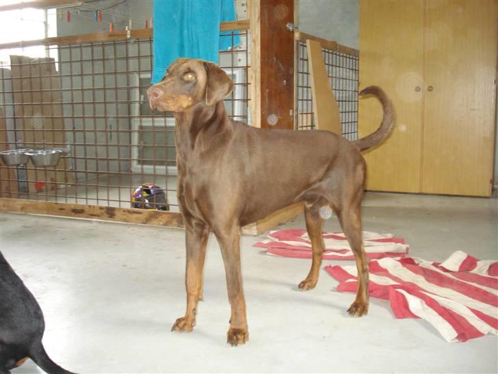 Dobermann Eos RIP. - Eos er blevet en dejlig stor dreng. Chokoladebrun, lige til at spise billede 12