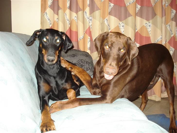 Dobermann Eos RIP. - Lykken er at tumle i sofaen med min mor billede 13