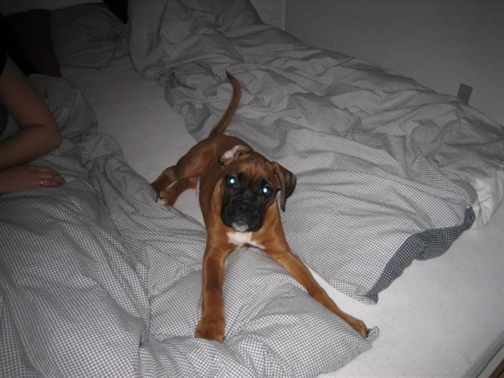 Boxer Lucca billede 5