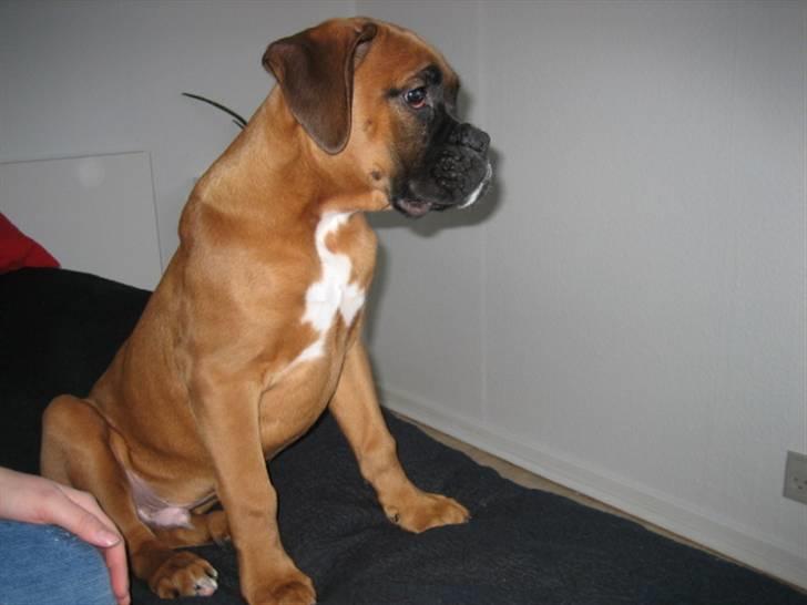 Boxer Lucca billede 6