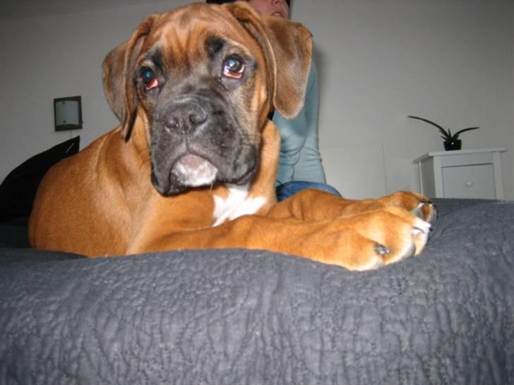 Boxer Lucca billede 7