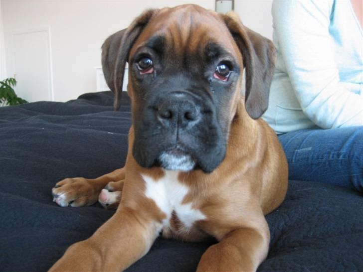 Boxer Lucca billede 8