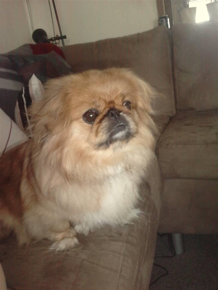 Pekingeser Miss Molly billede 14