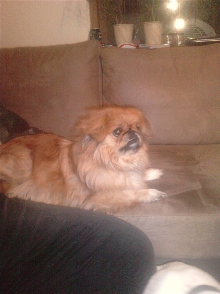Pekingeser Miss Molly billede 15