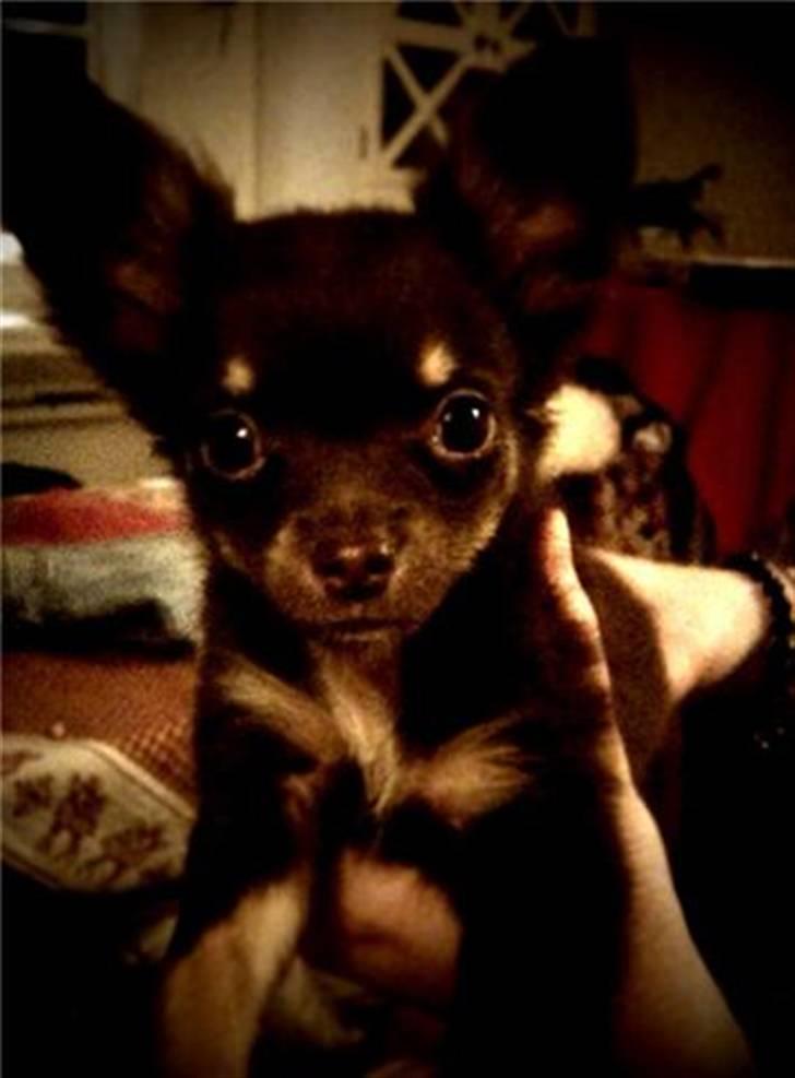 Chihuahua Vanilie - Vanilie 12 uger! billede 1