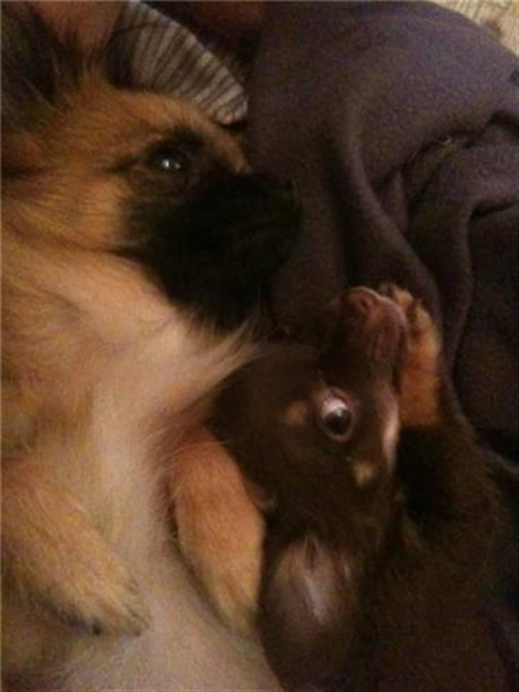 Chihuahua Vanilie - Vanilie med sin storebror Chacco :-) billede 2