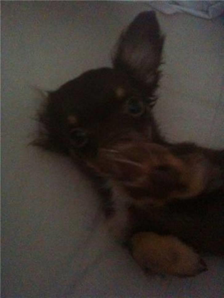 Chihuahua Vanilie - Vanilie fjoller! billede 3